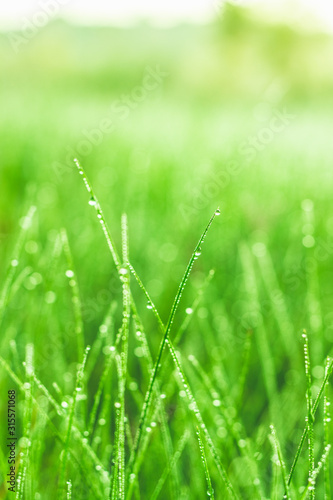 Dew drops on blades of grass in the early morning sunlight in a South African field