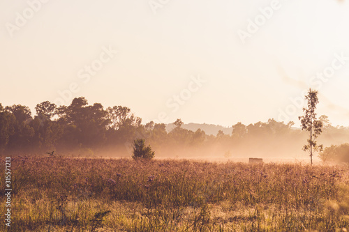 A misty field of long grass in the early morning sunlight with trees in the background