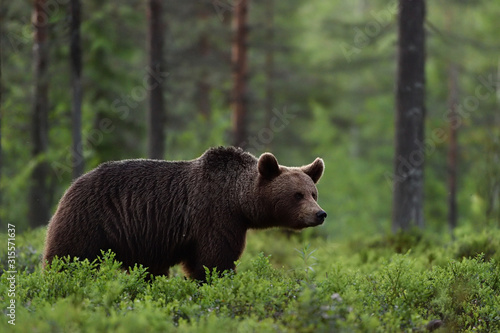 bear in forest scenery