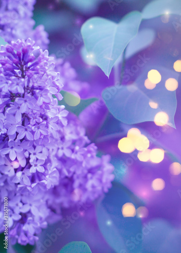 Delicate floral background. Blurred background with spring flowers, bokeh. Bouquet of lilac close-up