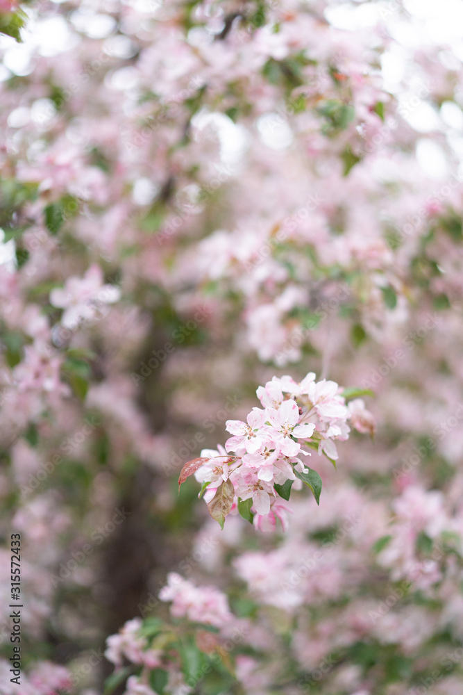 Blossom of apple tree with pink flowers in early spring. Beautiful nature. Blossom of apple tree with pink flowers in early spring. Beautiful nature.