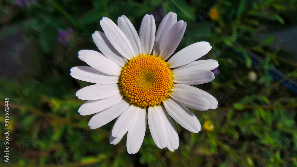 Wild white daisy liguria italy Wild white daisy liguria italy