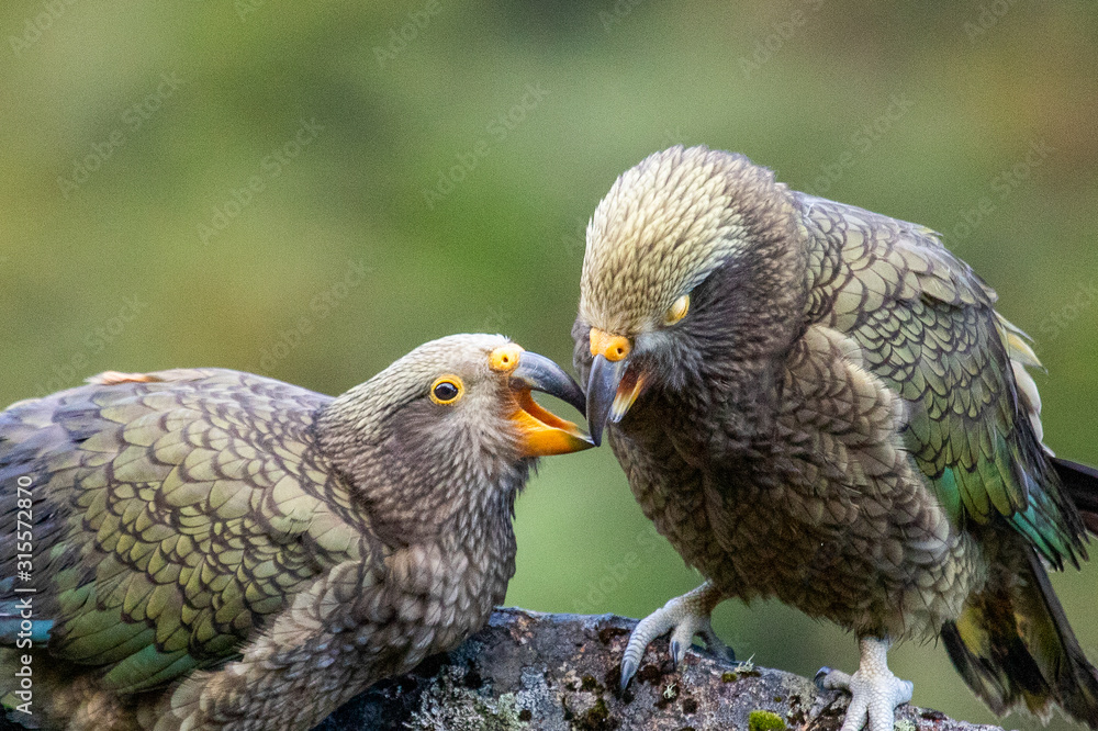 Kea - Alpine Parrot of New Zealand Kea - Alpine Parrot of New Zealand