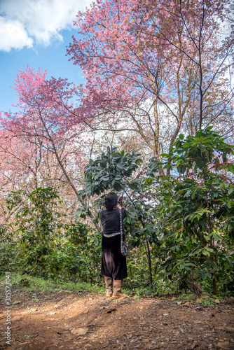 An Akha people harvesting arabica coffee beans in the coffee plantation with a beautiful background of pink cherry blossom at Doi Chang in Chiang Rai, Thailand.