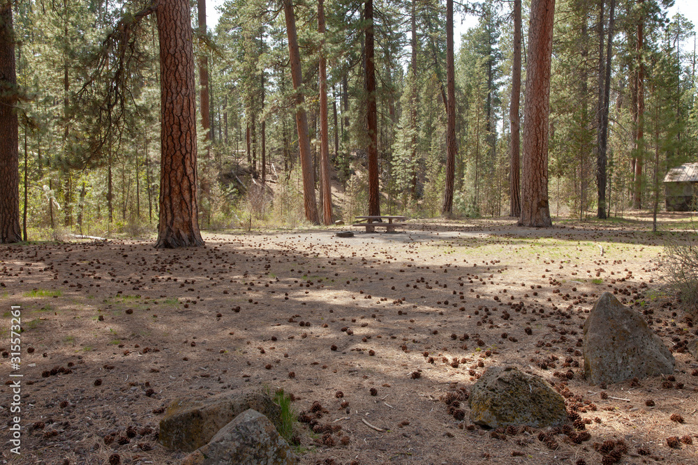 Fototapeta premium Picnic area in the forest central Oregon.