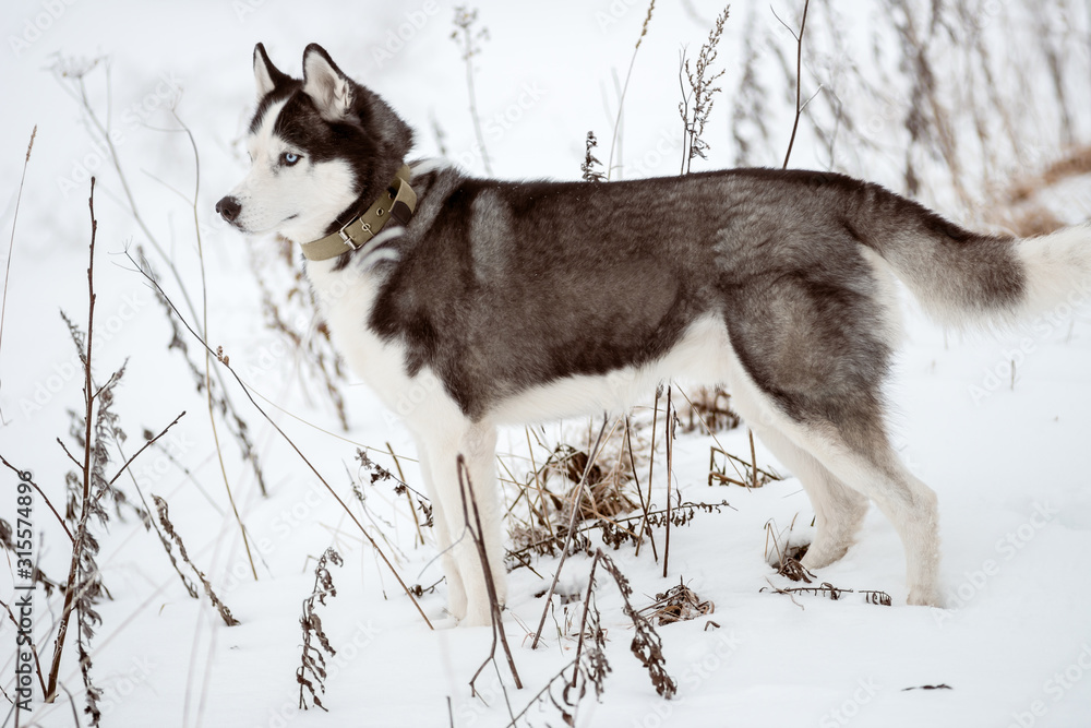 Portrait of Siberian Husky black and white colour outdoors in winter. A pedigreed purebred dog