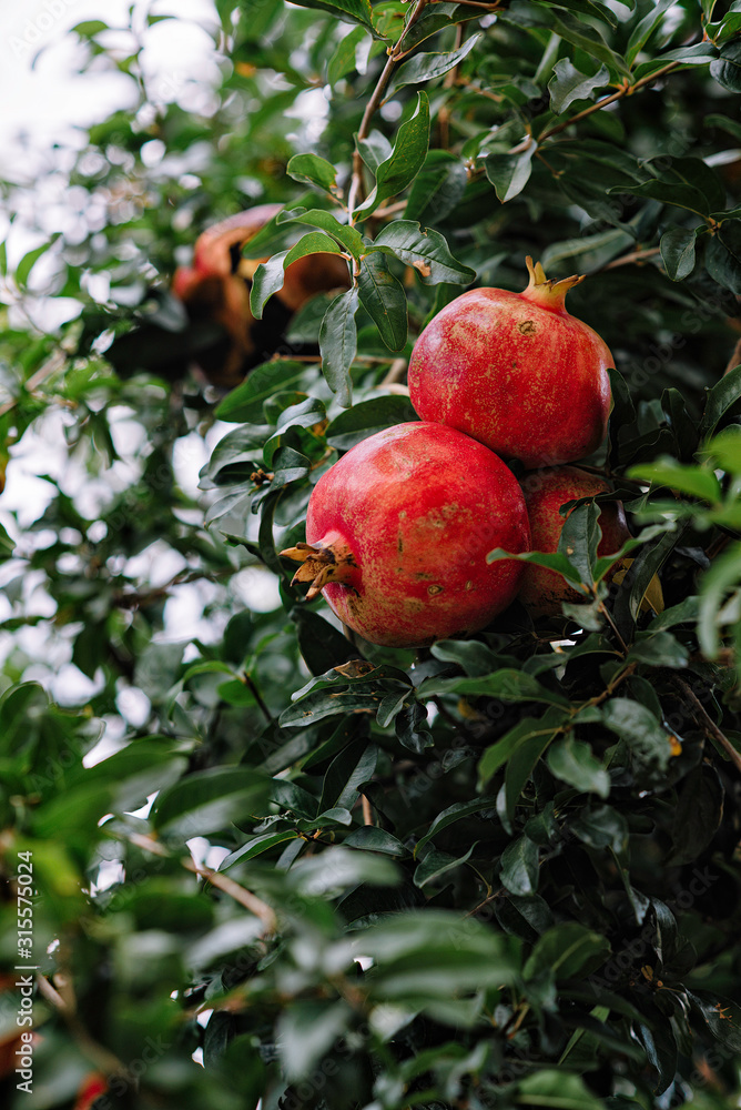 Red ripe pomegranate fruit on tree branch in the garden orchard ready for harvest Red ripe pomegranate fruit on tree branch in the garden orchard ready for harvest