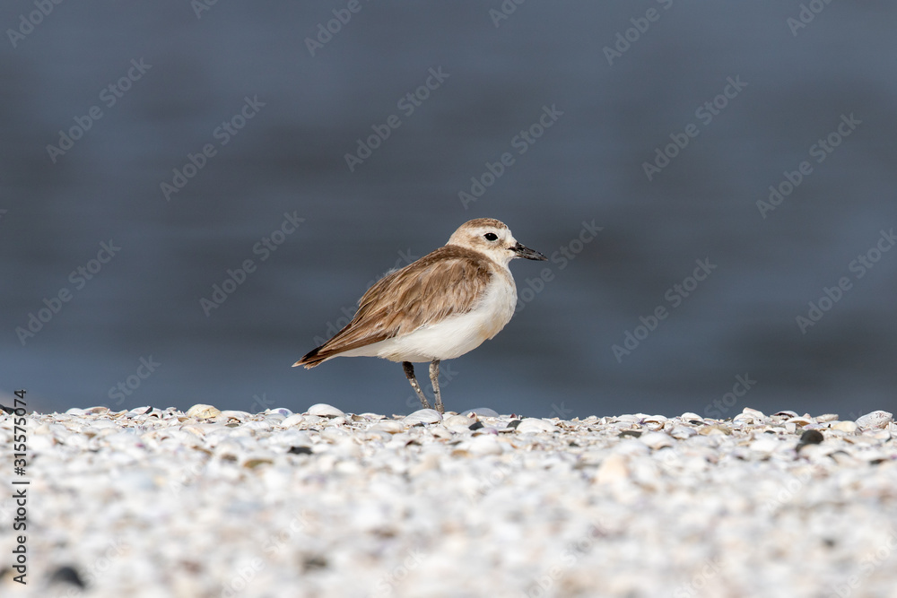 New Zealand Dotterel / Red-breasted Dotterel New Zealand Dotterel / Red-breasted Dotterel