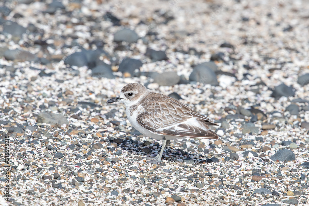 New Zealand Dotterel / Red-breasted Dotterel