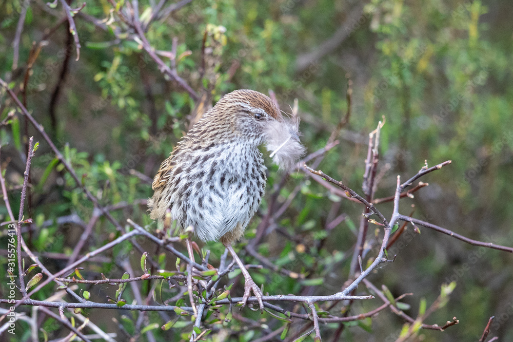 North Island Fernbird in New Zealand North Island Fernbird in New Zealand