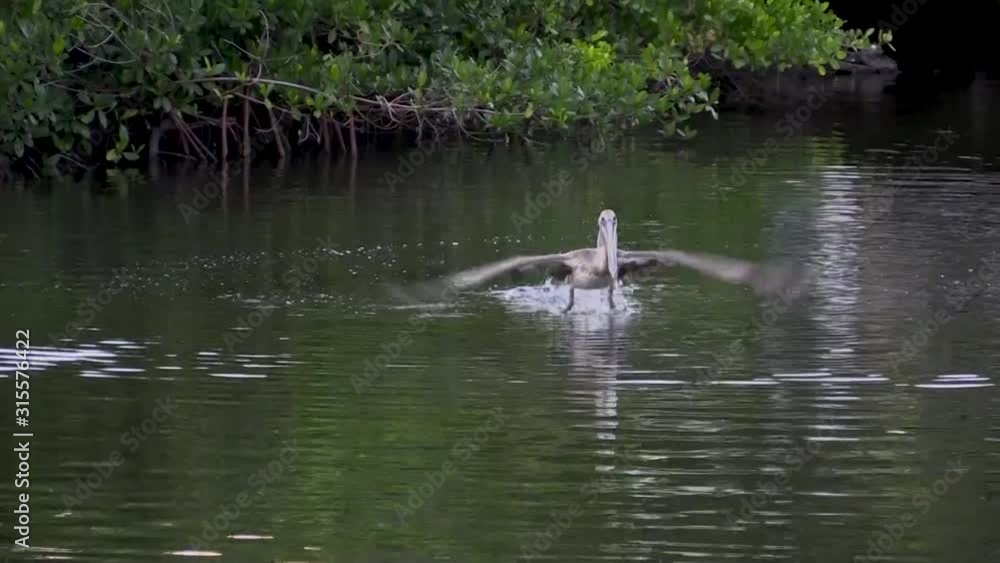 Pelican Diving for Fish in Florida Canal Pelican Diving for Fish in Florida Canal
