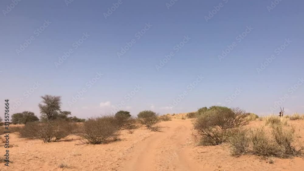 A mature Gemsbok antelope runs across sandy road in front of vehicle A mature Gemsbok antelope runs across sandy road in front of vehicle