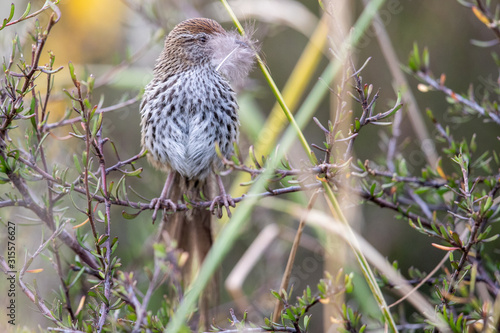 North Island Fernbird in New Zealand photo