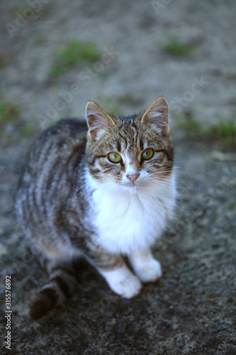 portrait of wild street cats © olena