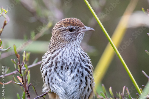 North Island Fernbird in New Zealand photo