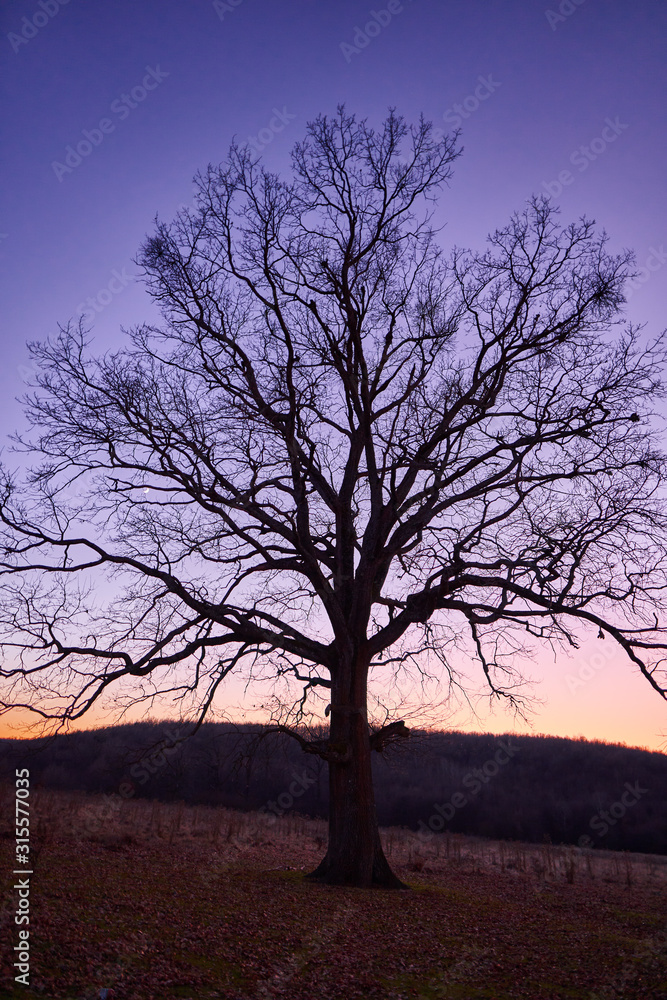 Large oak tree on a plain