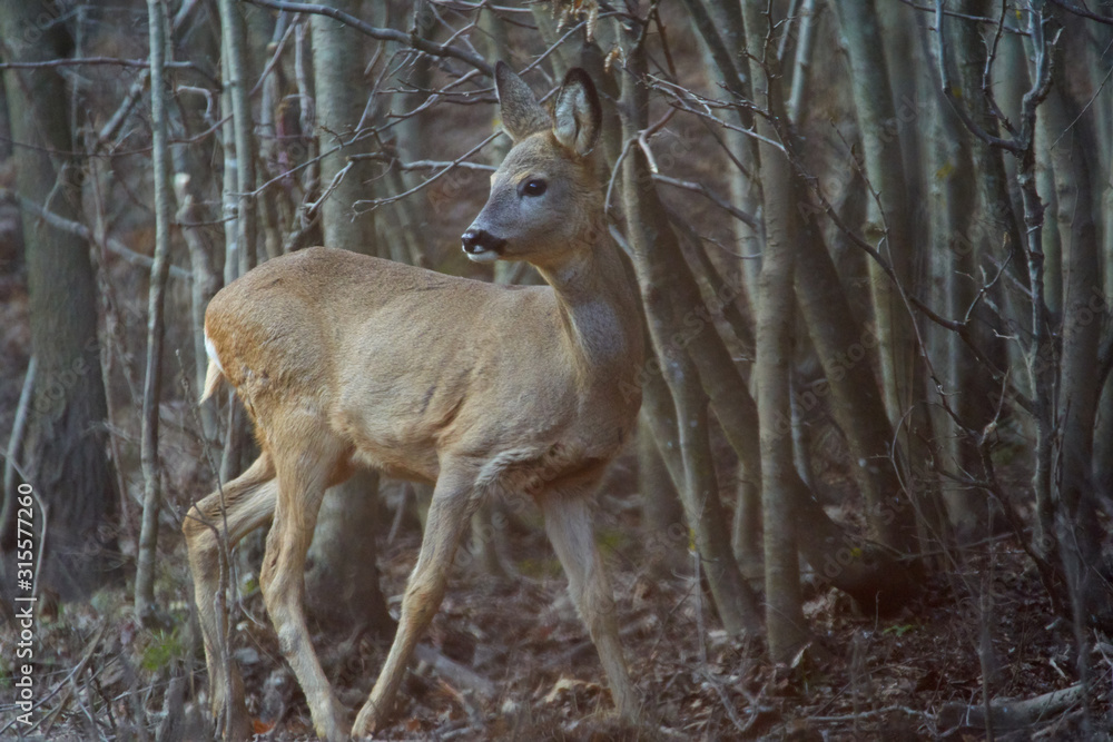 Roe deer in the forest