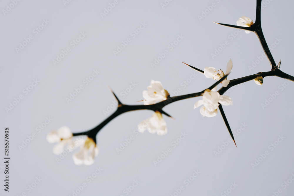 Fototapeta premium branch with flowers and needle
