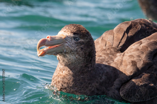 Northern Giant Petrel
