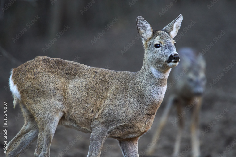 Fototapeta premium Group of roe deer and buck