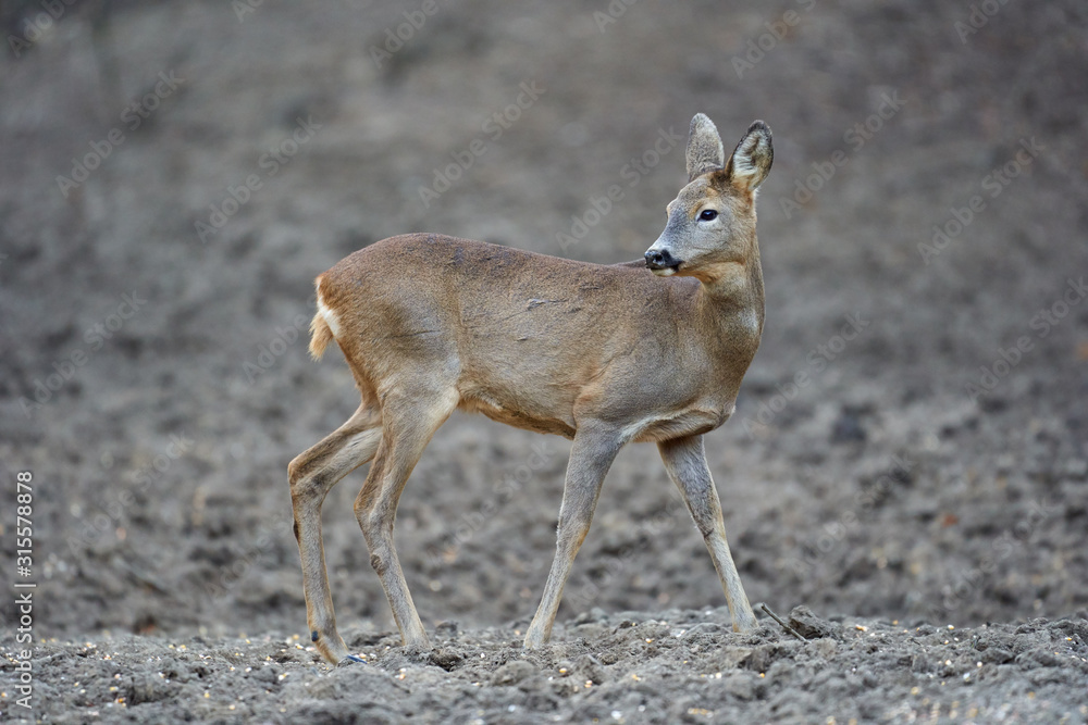 Obraz premium Roe deer in the forest