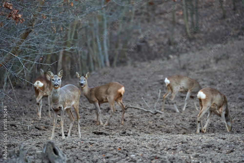 Group of roe deer and buck
