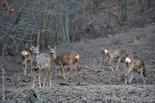 Fototapeta Naklejka Na Ścianę i Meble -  Group of roe deer and buck