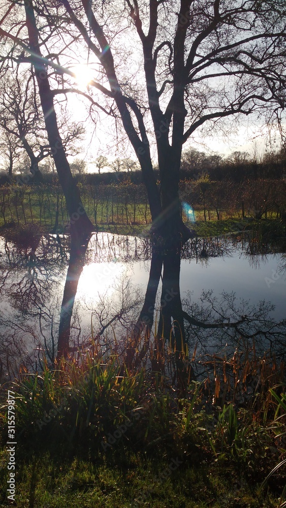 Obraz premium Autumn / Winter Pond Scene, Trees & Plants, Reflection off Water Surface