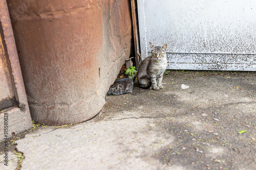 Photography Stray tabby cats kitty with kittens mother on sidewalk streets in Rivne, Ukraine