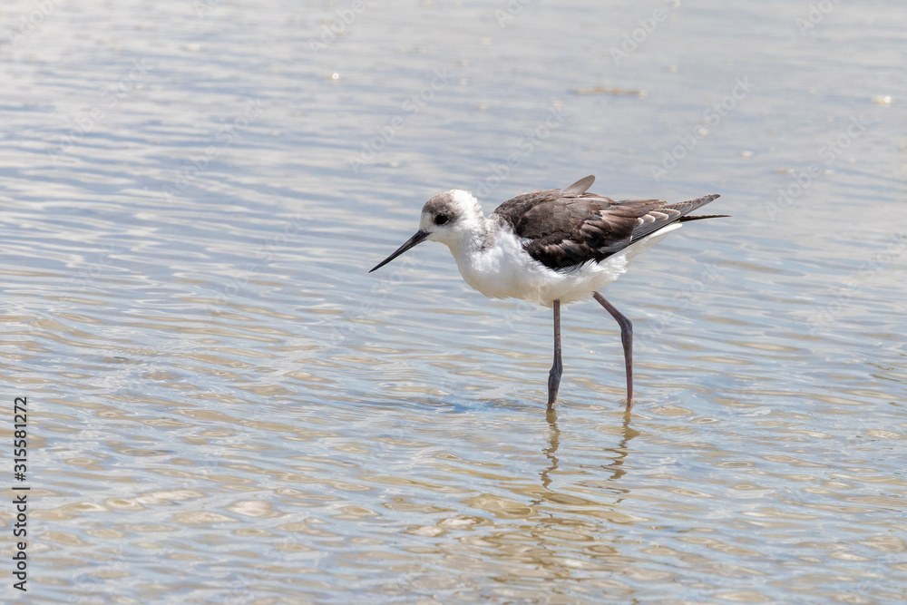 Pied Stilt Pied Stilt