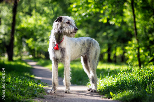 Irish Wolfhound portrait