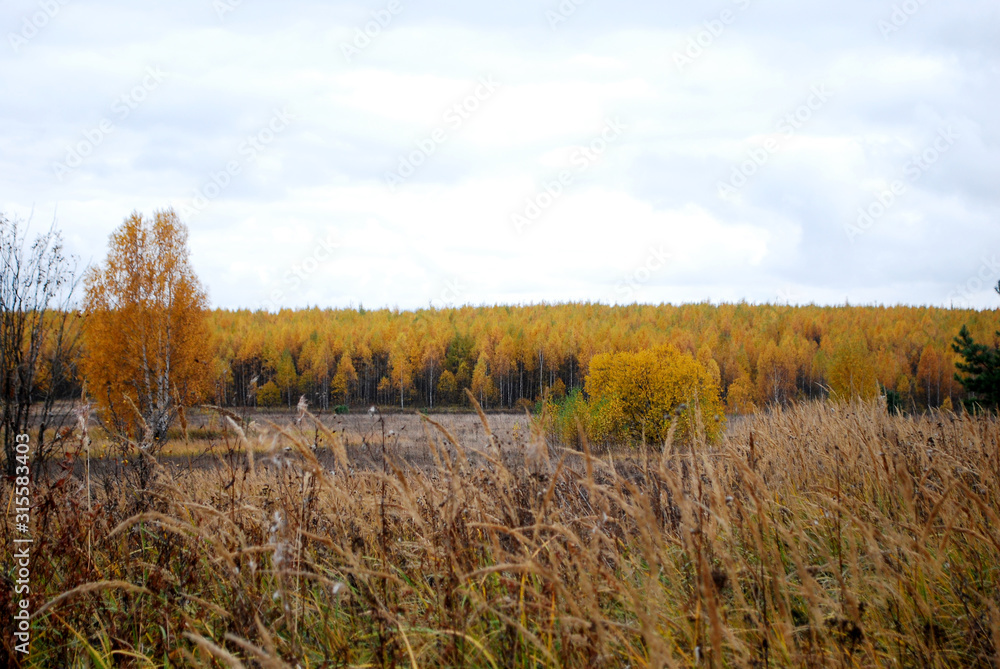 autumn landscape with yellow field and blue sky autumn landscape with yellow field and blue sky