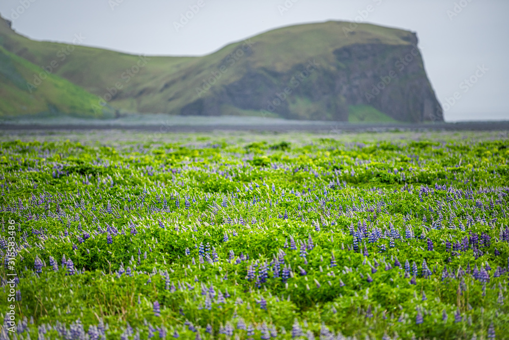 Obraz premium Colorful blue and purple lupine flowers on lush green open meadow in Iceland with cliff and pattern of many plants in overcast rainy weather