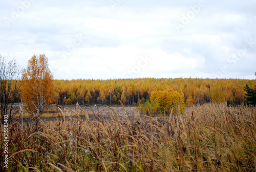 autumn landscape with yellow field and blue sky