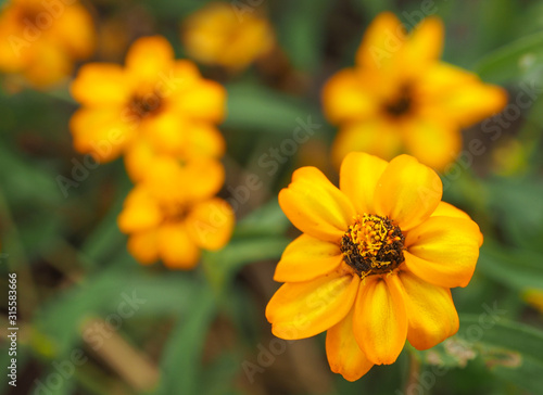 Close-up shot of bright yellow Zinnia flowers in the flower garden.