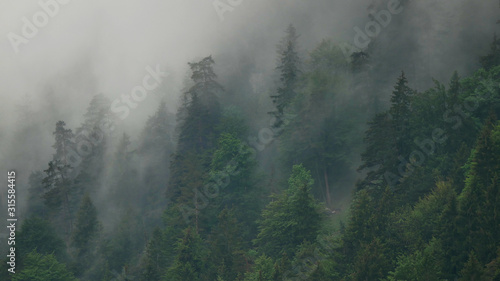 Fototapeta Naklejka Na Ścianę i Meble -  Wolken im Wald in den Bergen 