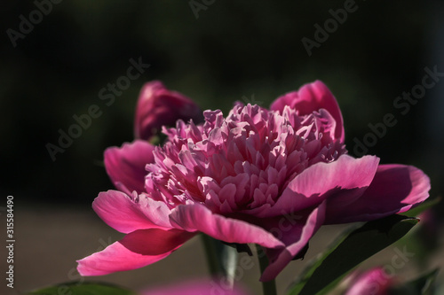 Pink blooming peony on a dark background Blurred vertical background