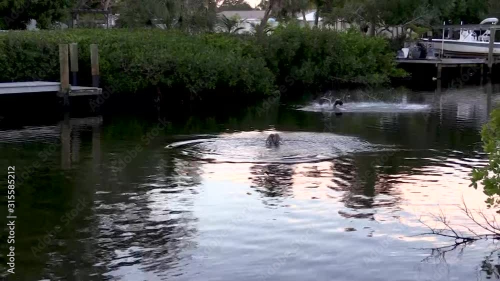 Pelicans Flying and Diving for Fish in Florida Canal Pelicans Flying and Diving for Fish in Florida Canal