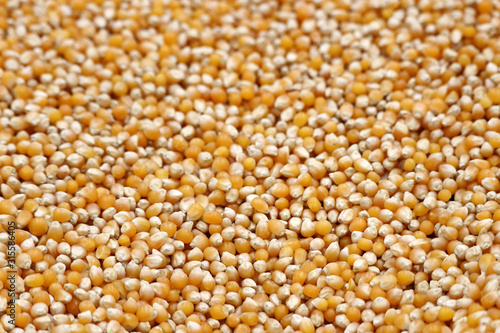 Corn grains harvest, selective focus for background. Dry corn seeds for popcorn