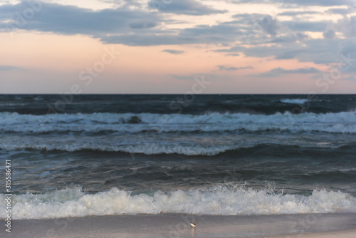 Fototapeta Naklejka Na Ścianę i Meble -  Dark sunset in Santa Rosa Beach, Florida near Pensacola coast in panhandle with ocean gulf of mexico waves crashing on sand shore and Sanderling bird