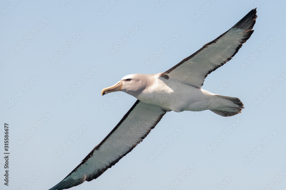 Salvin's Mollymawk Albatross Salvin's Mollymawk Albatross