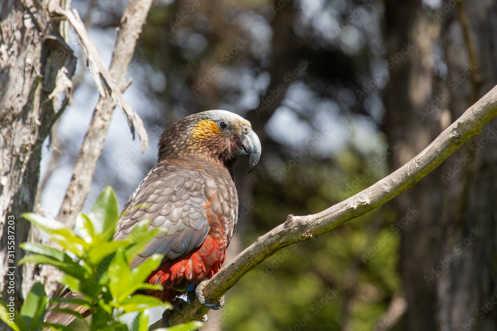 South Island Kaka Parrot in New Zealand South Island Kaka Parrot in New Zealand