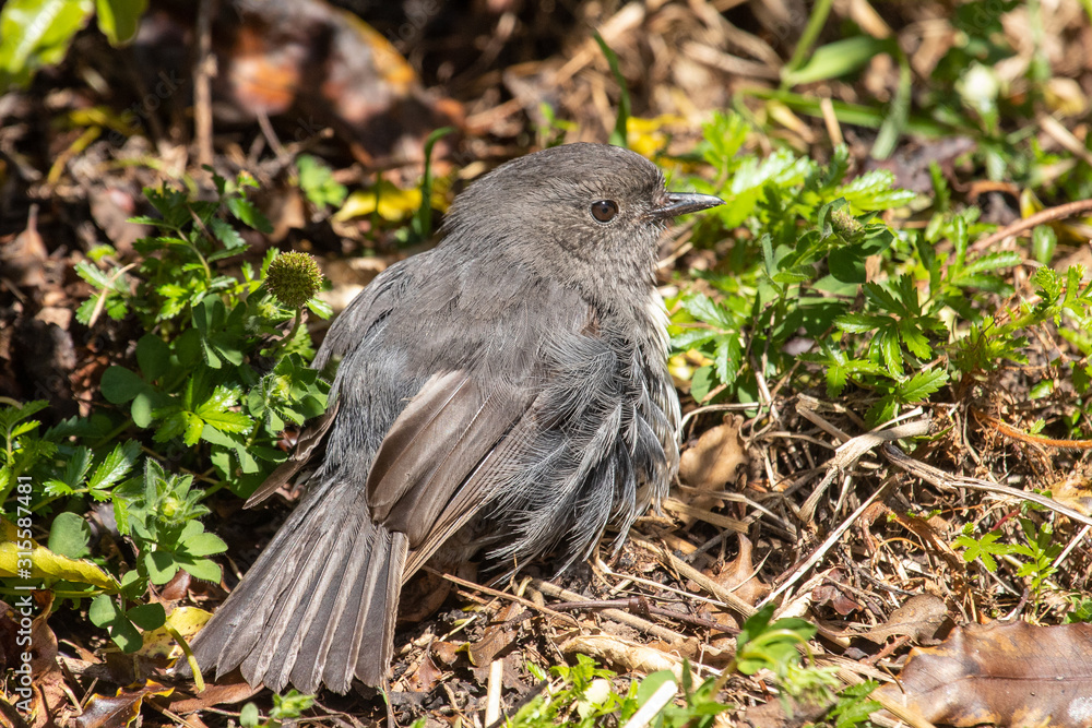 South Island Robin in New Zealand South Island Robin in New Zealand