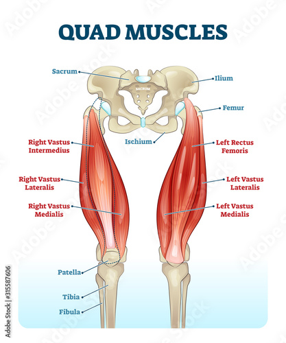 Quad leg muscles anatomy labeled diagram, vector illustration fitness poster