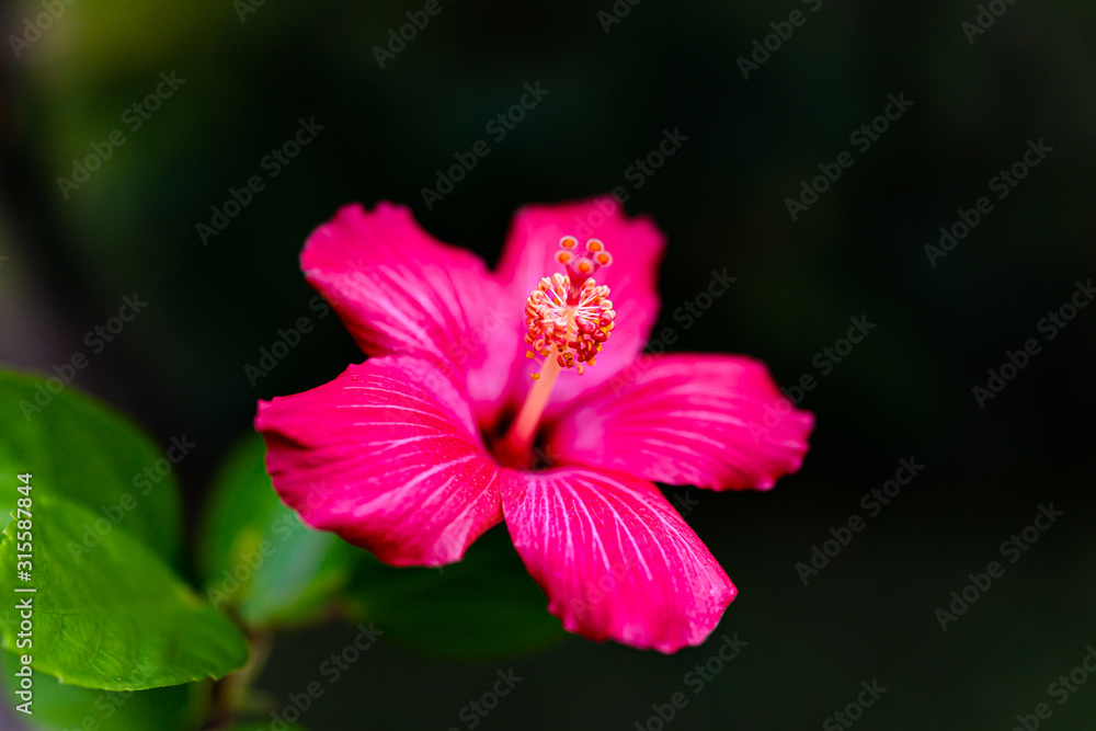 Macro closeup of one vibrant vivid pink hibiscus flower showing detail and texture against black bokeh background with green leaves Macro closeup of one vibrant vivid pink hibiscus flower showing detail and texture against black bokeh background with green leaves