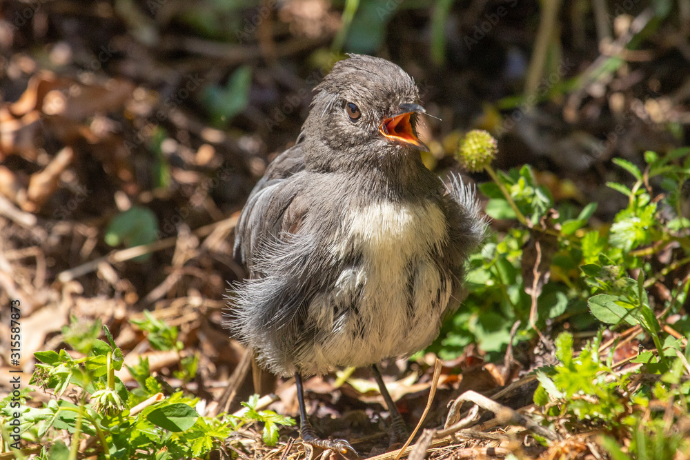 South Island Robin in New Zealand South Island Robin in New Zealand