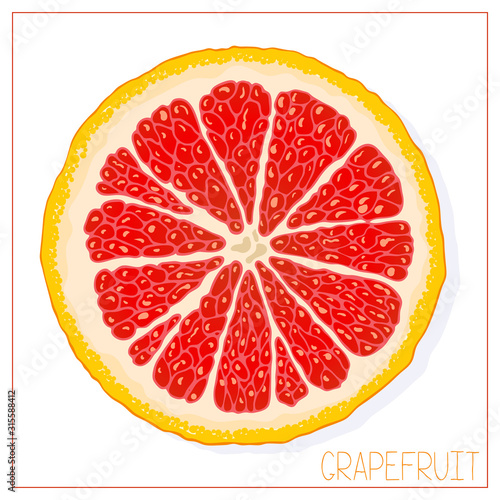 Vector silhouette of grapefruit slices. Isolated drawing fruit on a white background.