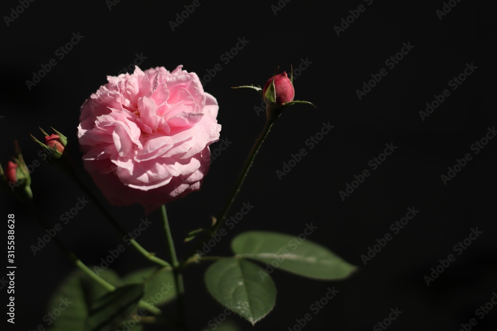 Obraz premium Pink rose bloom in black and dark background. Valentine day or special anniversary day background. Beautiful flower in darkness