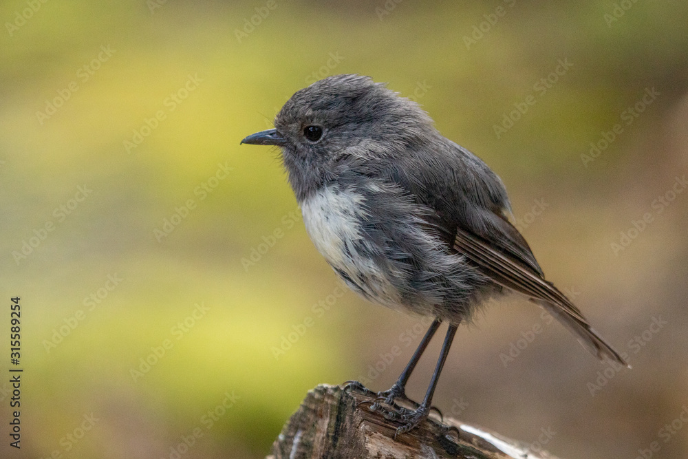 South Island Robin in New Zealand South Island Robin in New Zealand