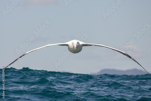 Bild auf Leinwand Southern Royal Albatross